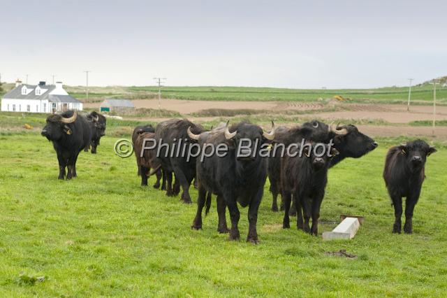 pays de galles 05.JPG - Elevage de buffles près de St DavidsPembrokeshire Coast National ParkPays de Galles, Royaume Uni